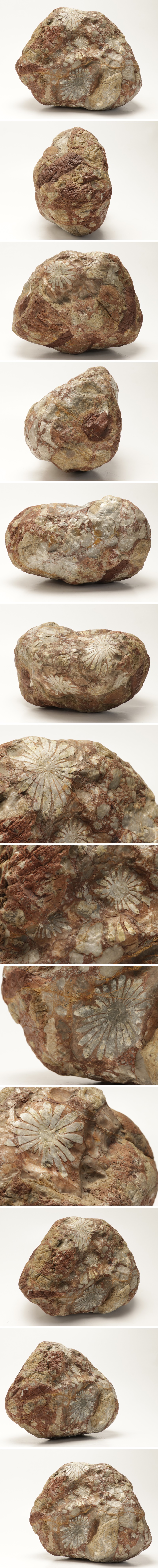 【蔵】鉴赏石 菊花石 重さ约9キロ 天然石 鉴赏石 饰り石 s202